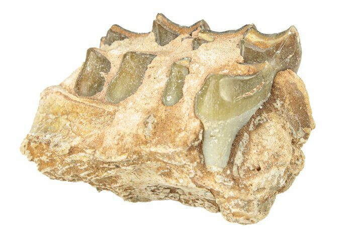 Oreodont (Merycoidodon) Jaw Section - South Dakota #260075